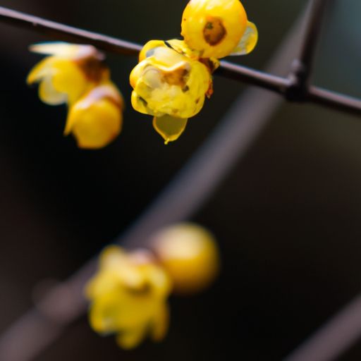 腊梅花是哪个季节