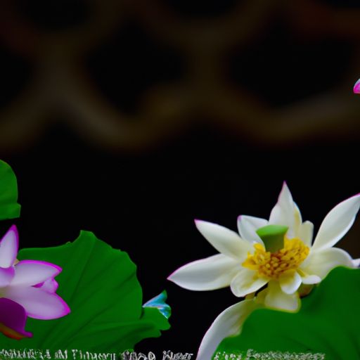 黄檀和黑檀木哪个好 黄檀和黑檀木哪个好