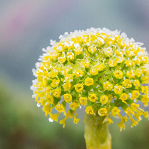 传统欧式风格 传统欧式风格