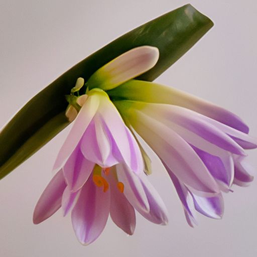 吊兰放哪个位置好 吊兰放哪个位置好