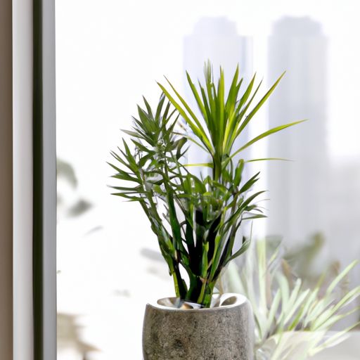 客厅植物摆放风水