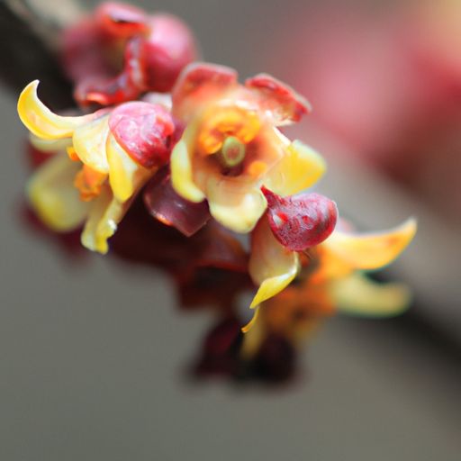 黑檀木与血檀木哪个贵