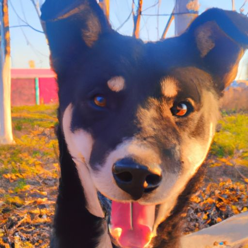 八哥犬多少钱一只