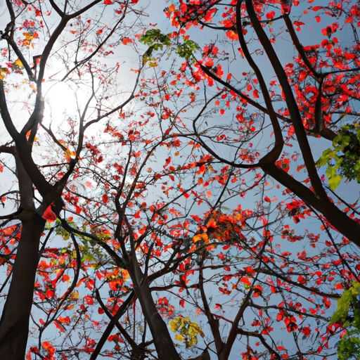 胡桃木对比桐木哪个好