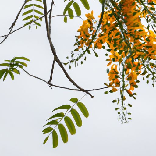 金丝木与胡桃木哪个好