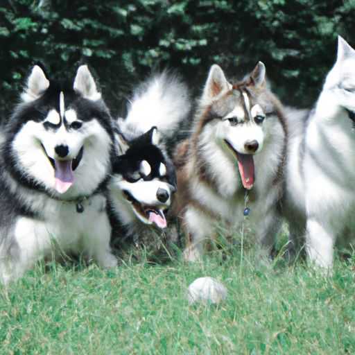 美国恶霸犬 美国恶霸犬