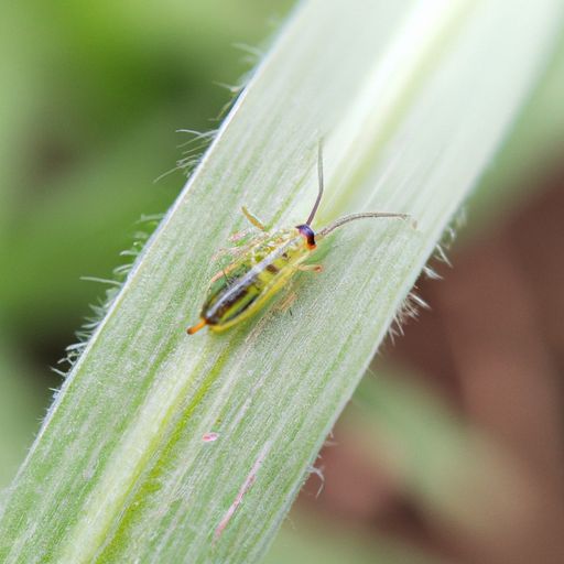 绿菊和蜈蚣草哪个好养
