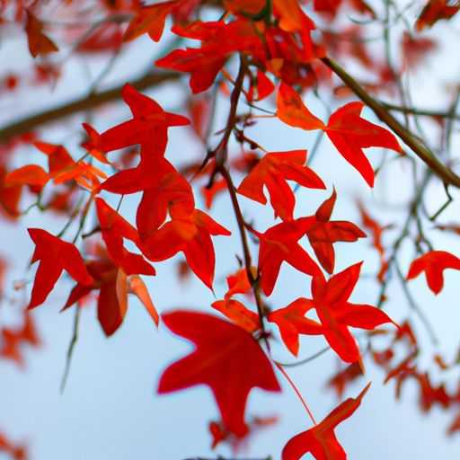 哪个地方的铁皮枫斗好 哪个地方的铁皮枫斗好