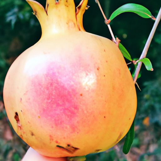 哪个国家石榴出名