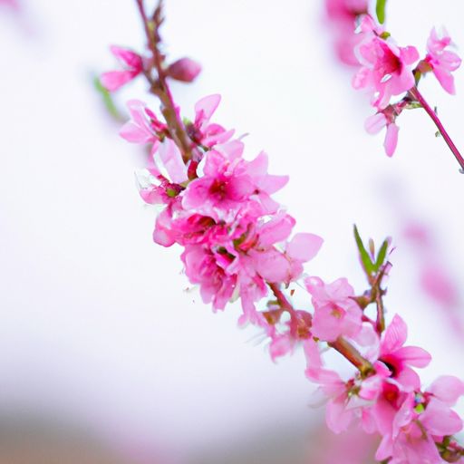 桃花心木 桃花心木