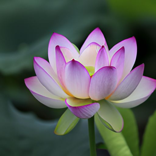 藕荷色和粉紫哪个好 藕荷色和粉紫哪个好