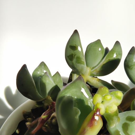 箱子哪个好(csgo箱子哪个好) 箱子哪个好(csgo箱子哪个好)