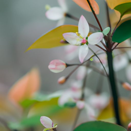 香枝小用是哪个电视 香枝小用是哪个电视