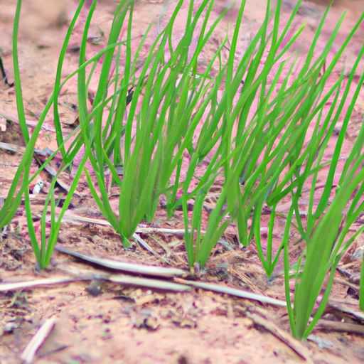 洋葱适合哪个季节种植