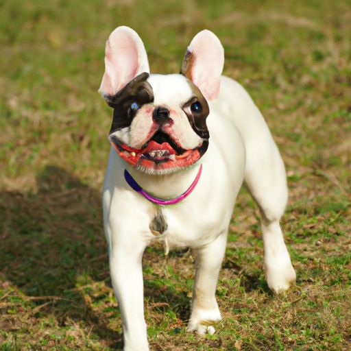 办公隔断（办公隔断图片大全）