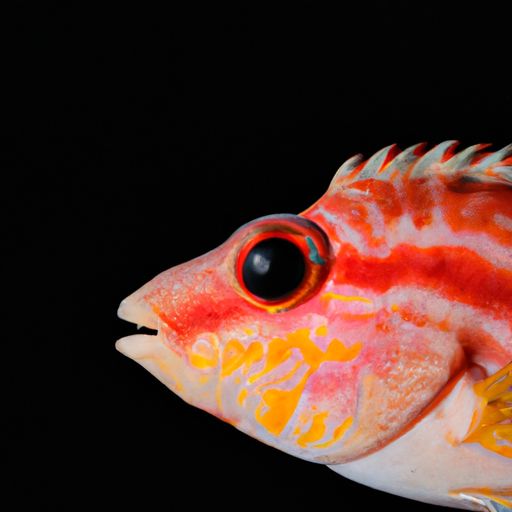 鹦鹉鱼哪个品种最凶