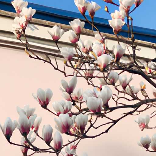 玉兰与瑞宝壁纸哪个好