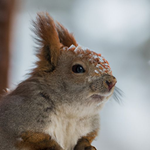 折叠沙发床(折叠沙发床十大名牌排名) 折叠沙发床(折叠沙发床十大名牌排名)