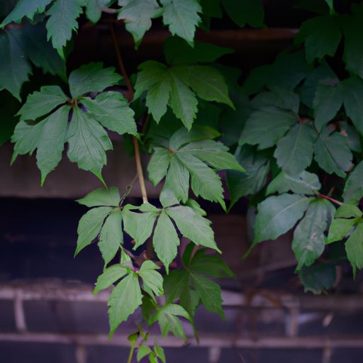 草席凉席藤席哪个好
