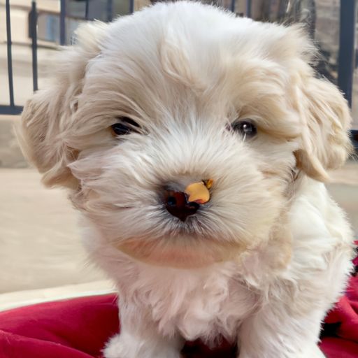 博美犬多少钱一只