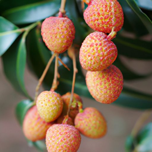 番荔枝种植 番荔枝种植