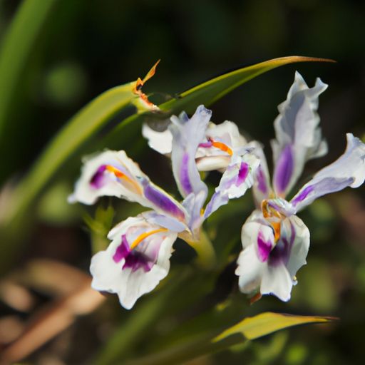 闹羊花是什么 闹羊花是什么