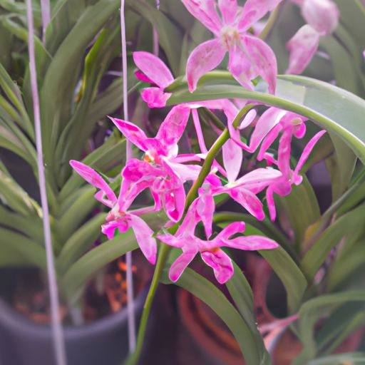 兰花适合哪个地区种