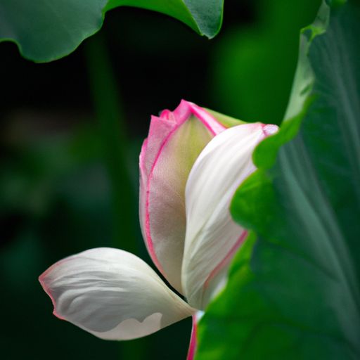 莲蹄哪个部位 莲蹄哪个部位