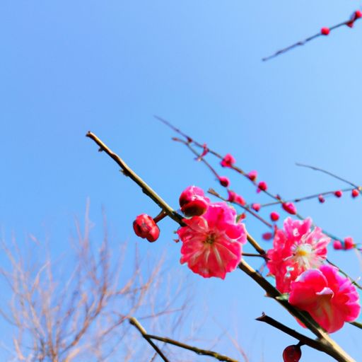 梅花什么哪个季节开