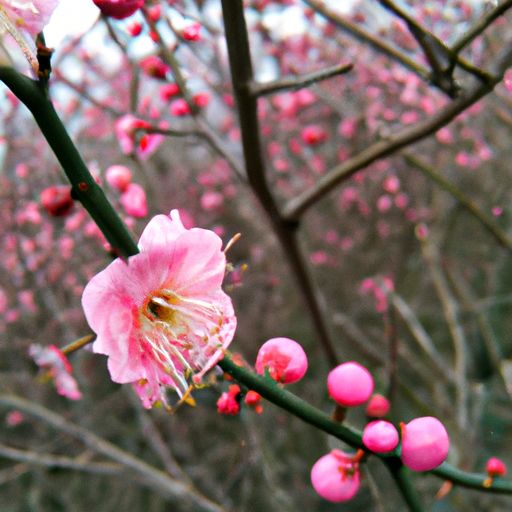 梅花什么哪个季节开花的 梅花什么哪个季节开花的