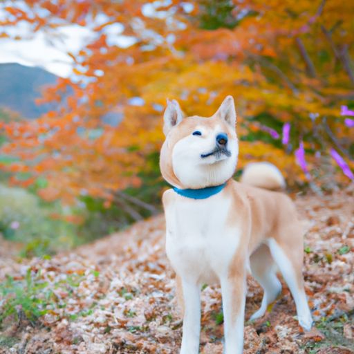 日本秋田犬