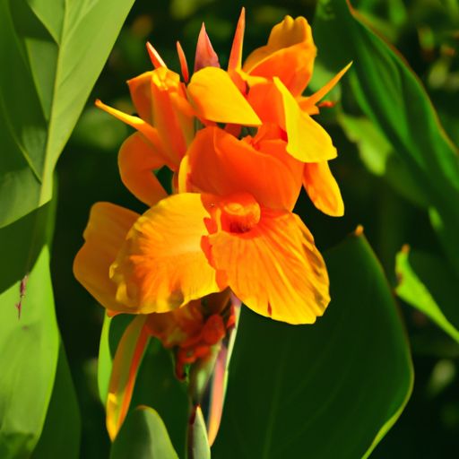 美人蕉哪个季节开花