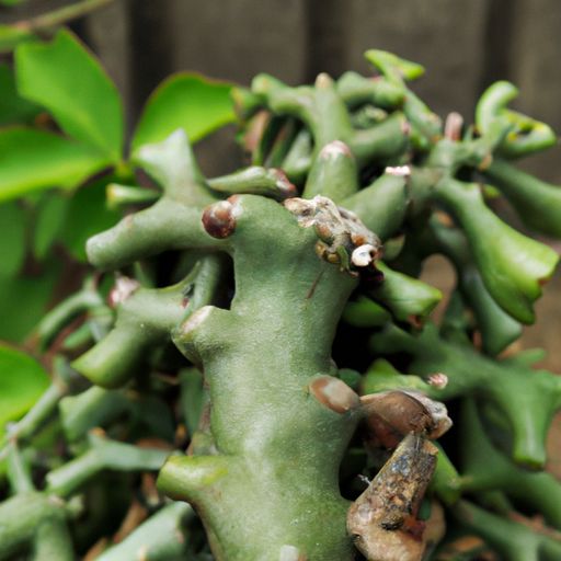 哪个地方有种皂角刺木