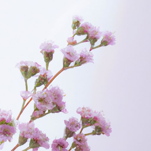 哪个花香 哪个花香