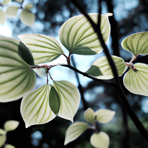 遮阳百叶 遮阳百叶