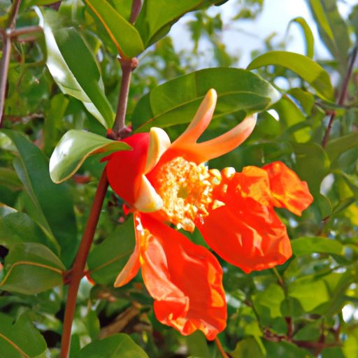 石榴花是哪个季节的