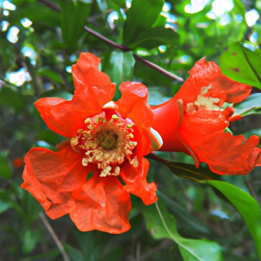 石榴花是哪个季节开的