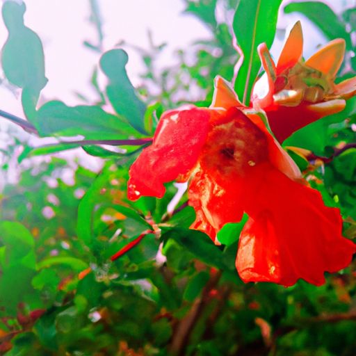 石榴花在哪个季节开