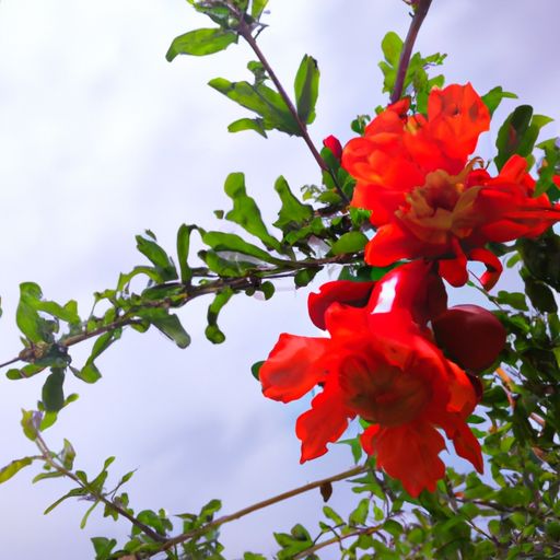 石榴花在哪个季节开的