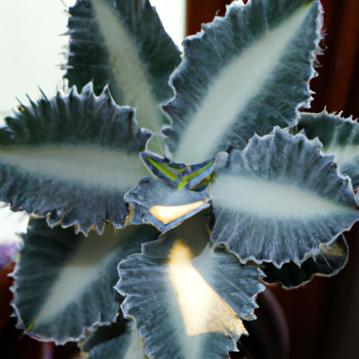 室内虎皮兰哪个品种好