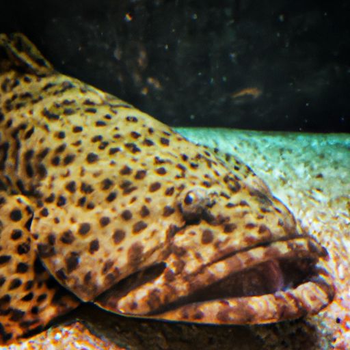 魔鬼鱼是什么鱼