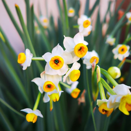 水仙花在哪个季节