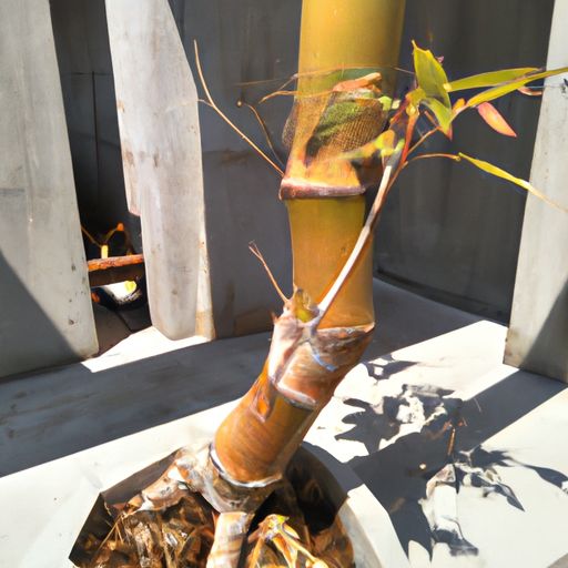 藤凉席和竹凉席哪个更健康