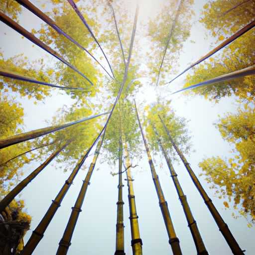 藤席 竹席 哪个好