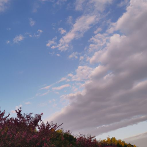 乌云木和花梨木哪个好