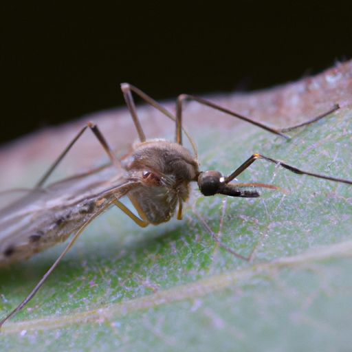 香河家具和宜家哪个（香河家具和宜家哪个好）