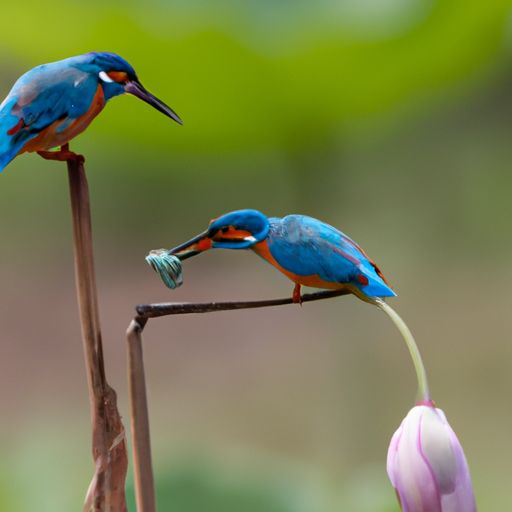 二翅豆和重蚁木哪个好