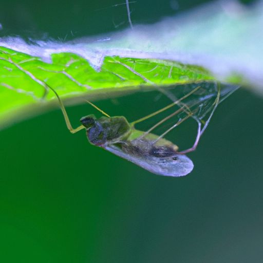 宫廷蚊帐 宫廷蚊帐