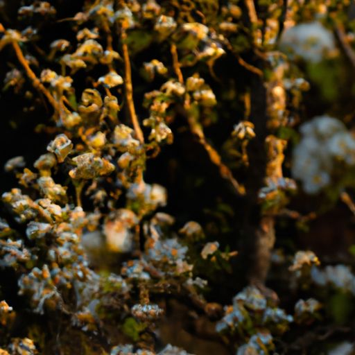 贵州哪个地方有黄花梨 贵州哪个地方有黄花梨