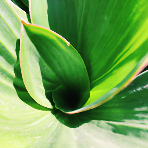 海南哪个植物最贵 海南哪个植物最贵